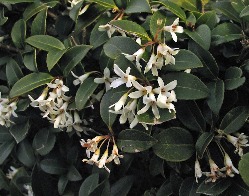 Osmanthe Burkwoodii