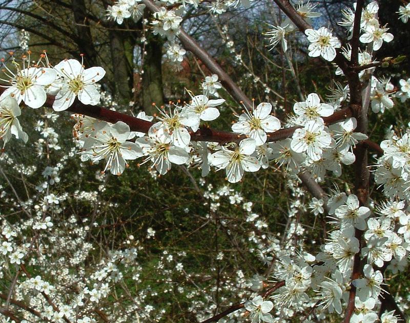 Prunus Spinosa