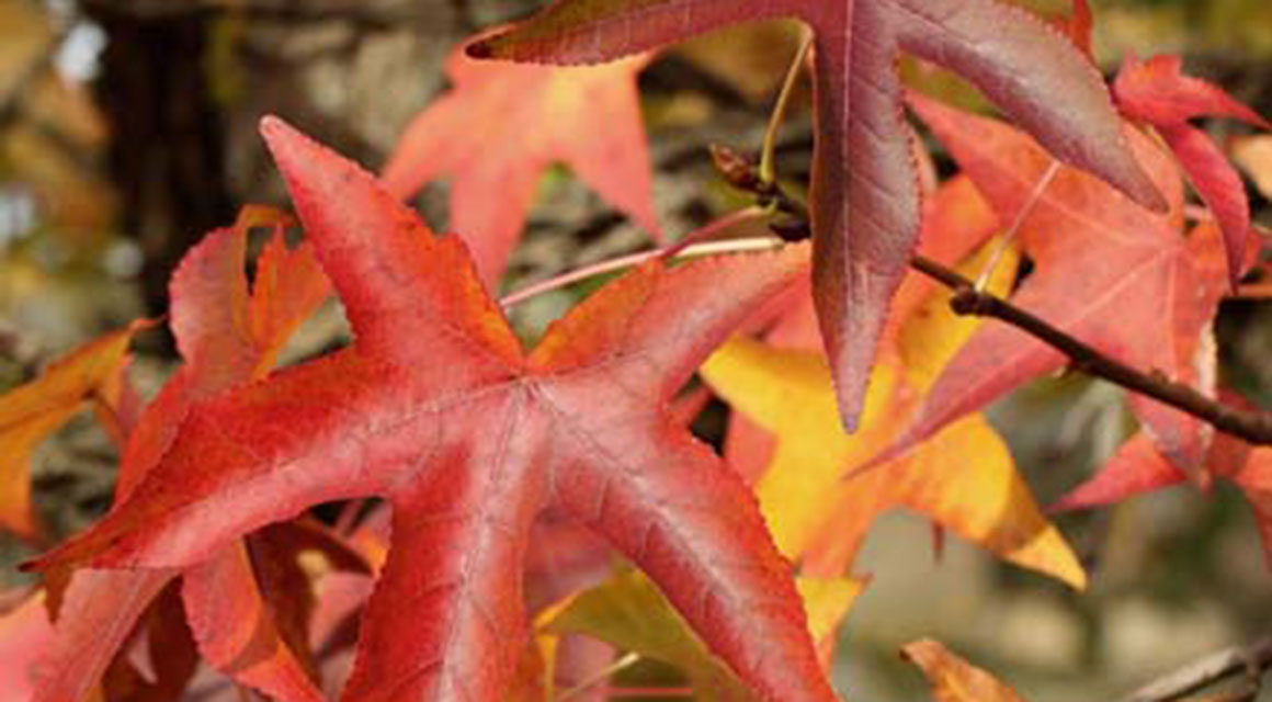 Der Amberbaum: Heckenpflanze mit buntem Herbstkleid