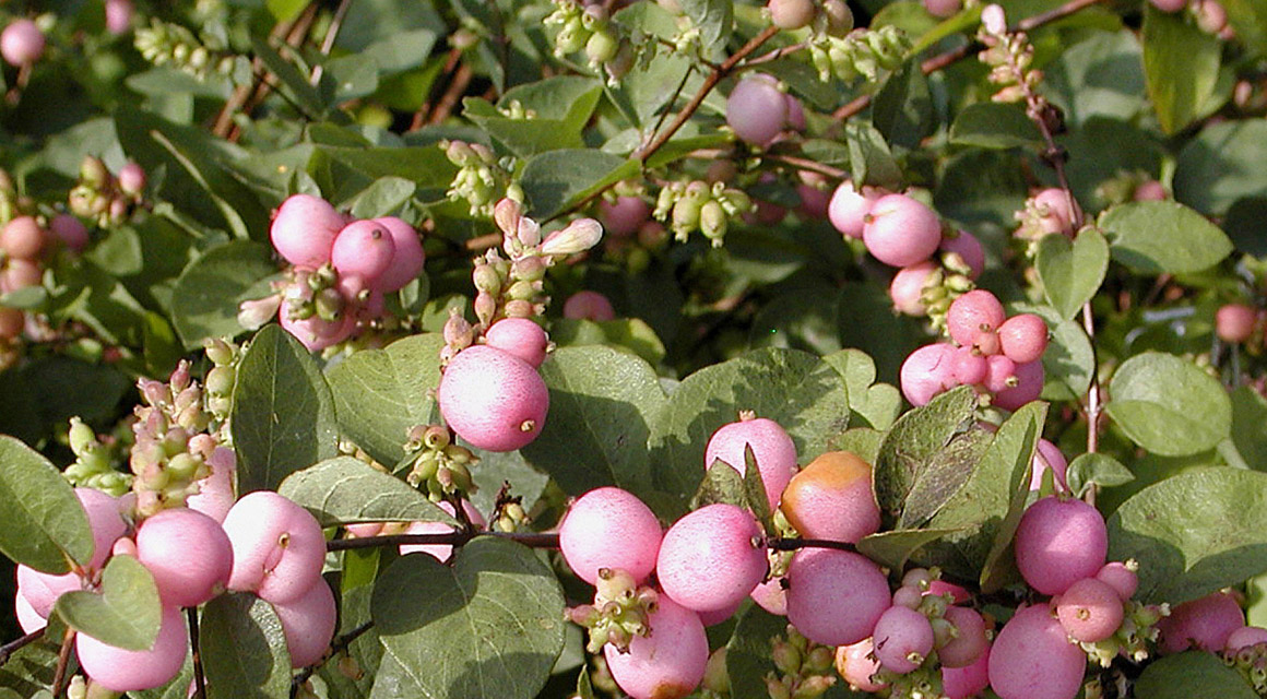 Die Amethystbeere ‘Magic Berry’