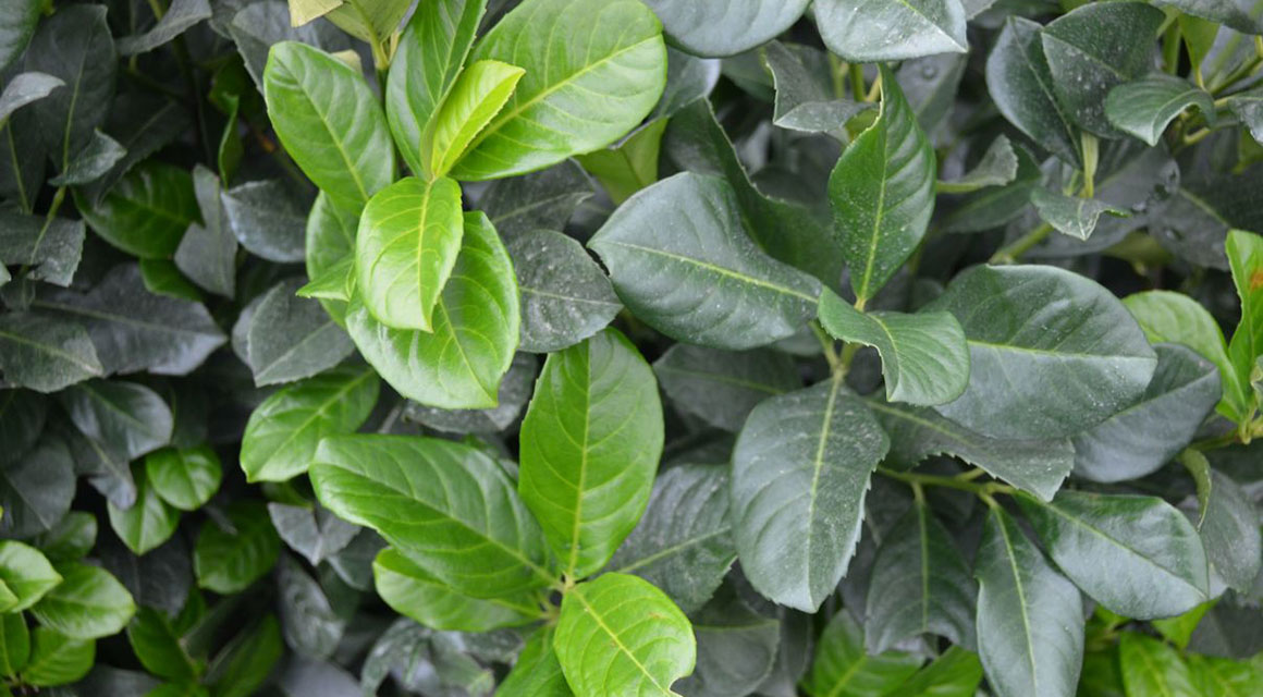 Anlegen der Hecke: Wie geht man vor?