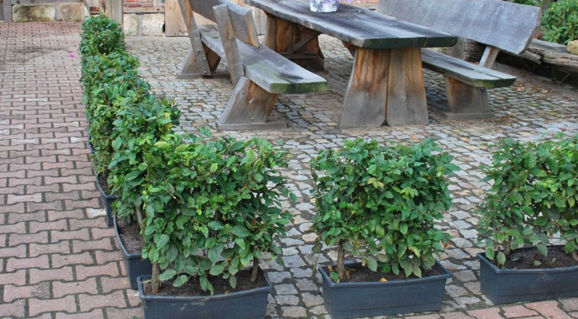 Sie wollen sofort eine ausgewachsene Hecke? Pflanzen Sie eine Fertighecke!