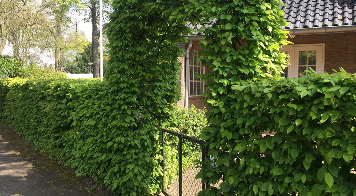 Buchenhecke und Hainbuchenhecke
