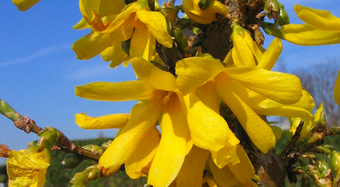 Bunte Hecke vor dem Frühling: die Forsythie