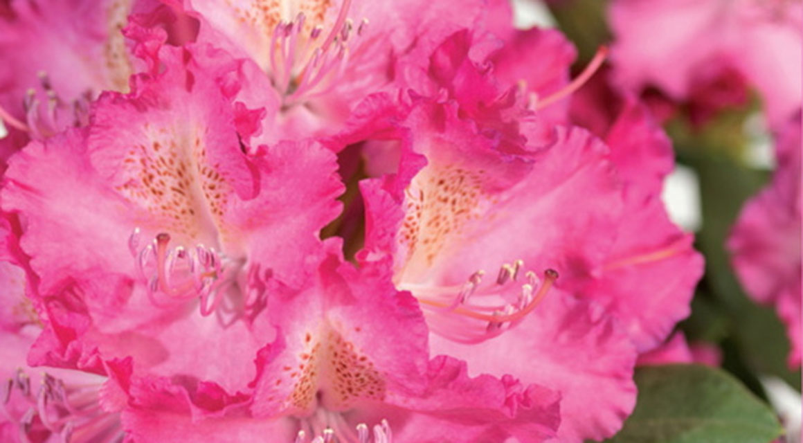 Der Rhododendron