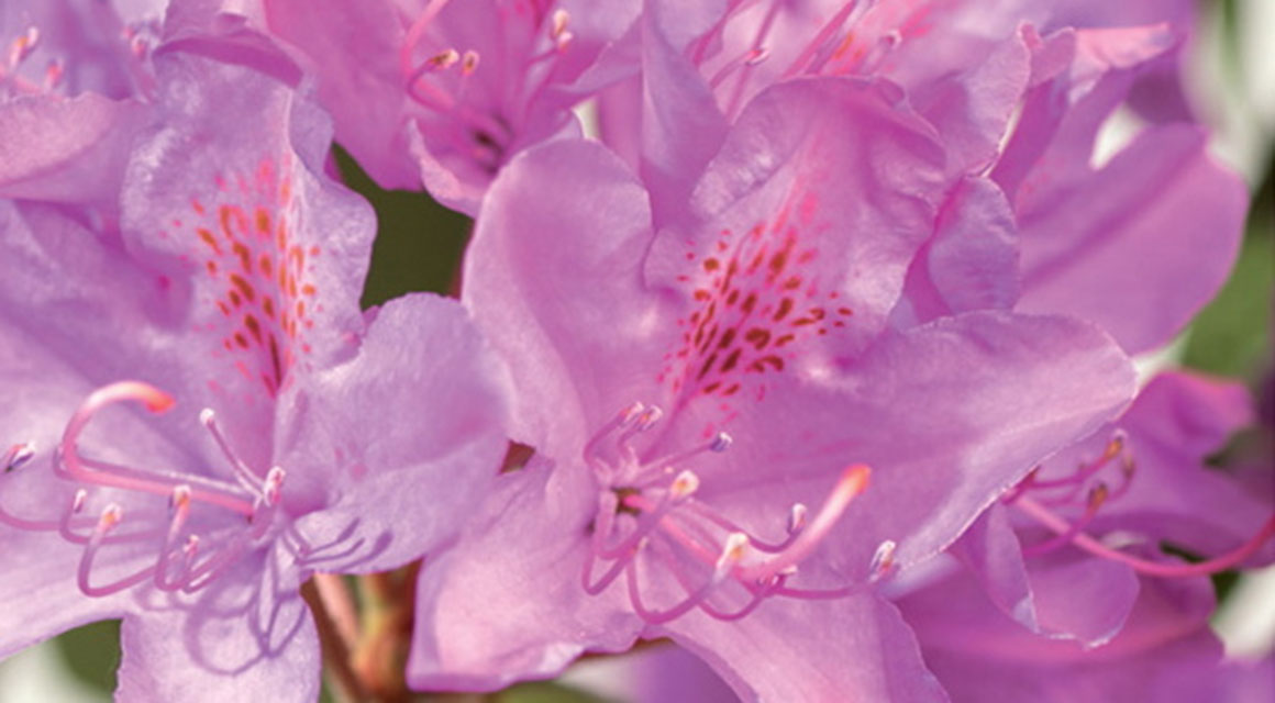 Der Rhododendron