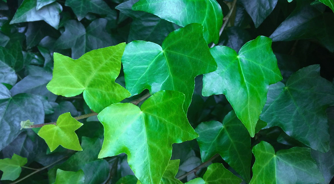 Efeu