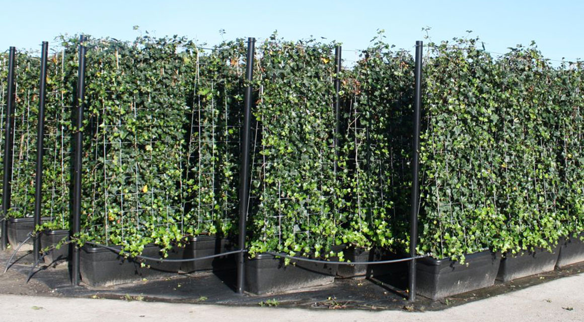 Fertig-Hecke als Sichtschutz