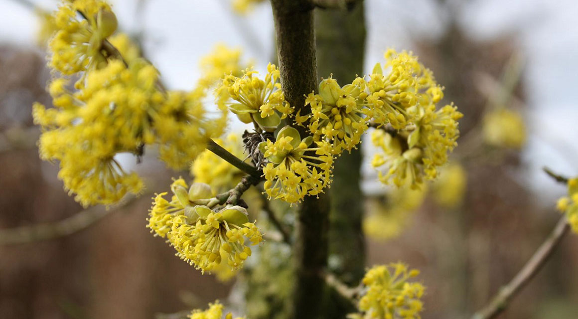 Frühblüher ab Januar: Gelber Hartriegel