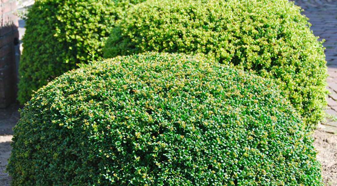 Frühling Hecke schneiden