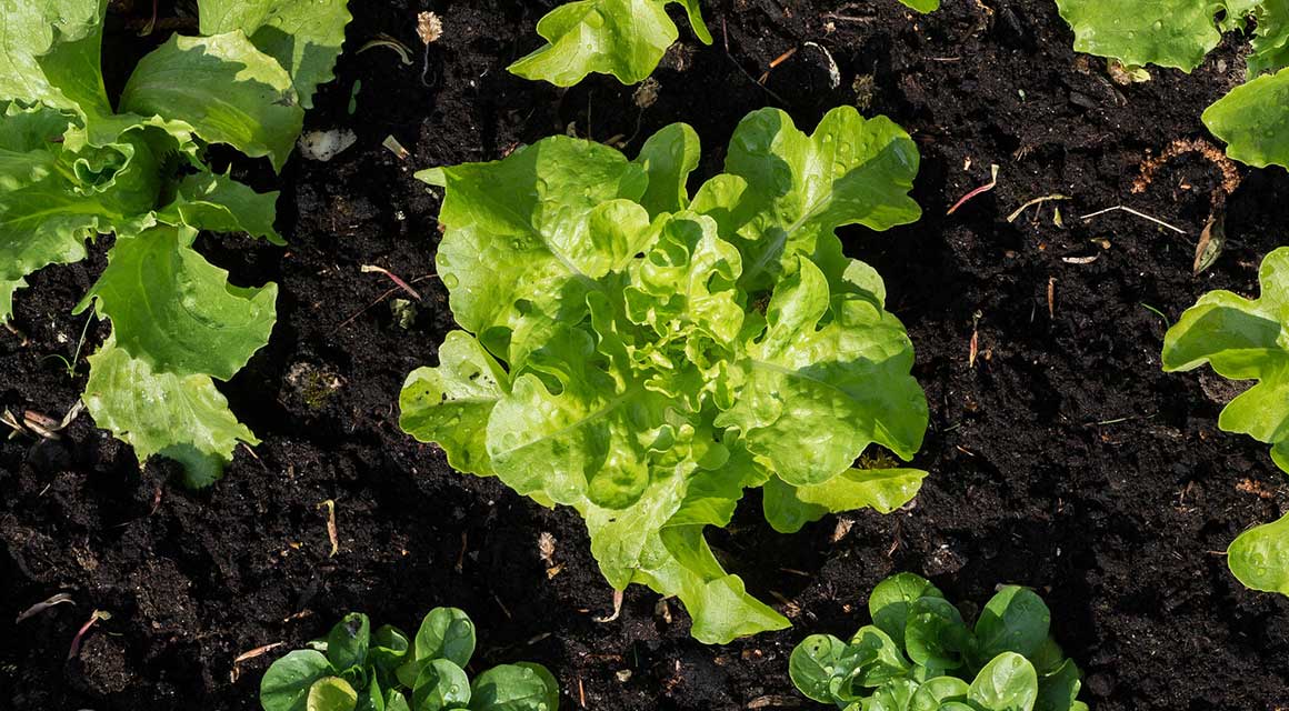 Praktische Gartentipps Frühling