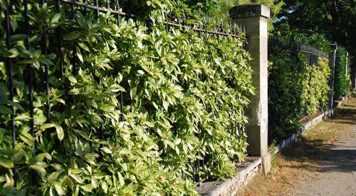 Andere Heckenpflanzen für einen schönen Garten im Winter