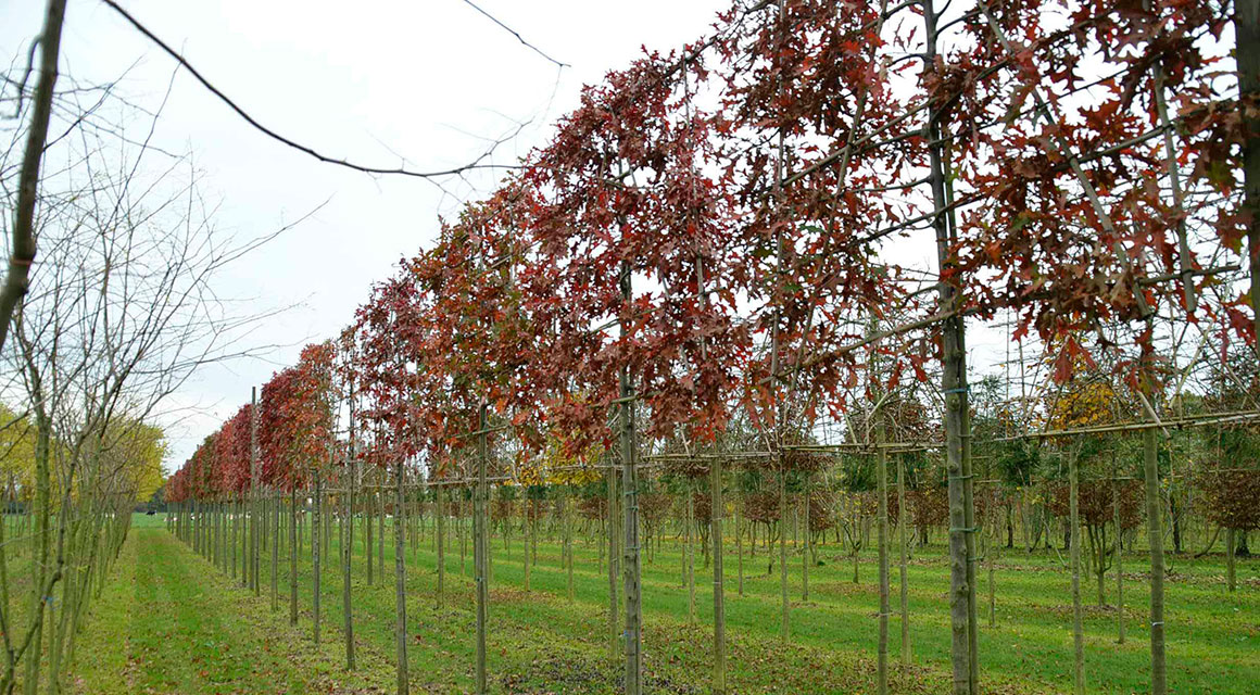 Heckenpflanzen mit schönen Herbstfarben online kaufen