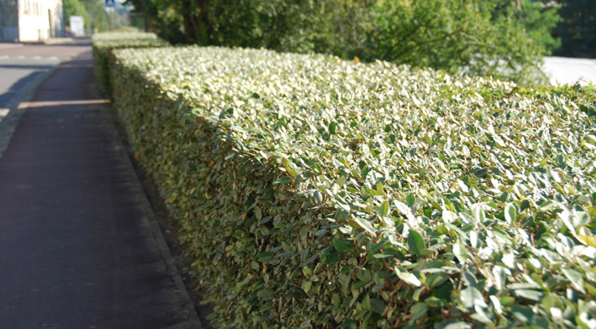 Wie hoch kann eine Ölweidenhecke werden