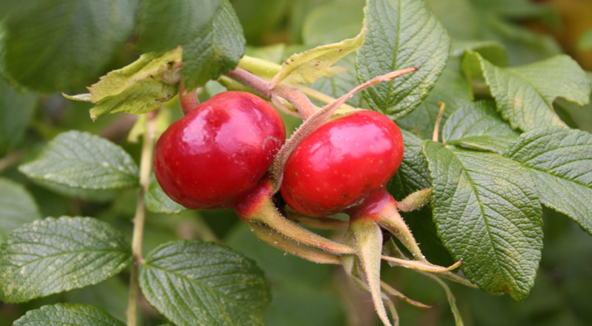Kinder haben viel Freude an einem farbenfrohen Garten