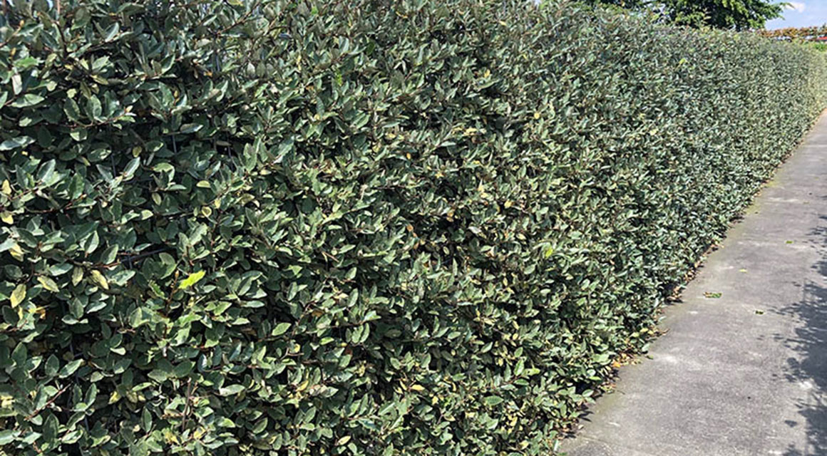 Ölweidenhecke pflanzen