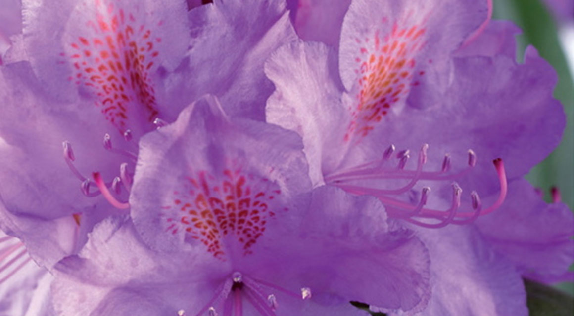 Rhododendron