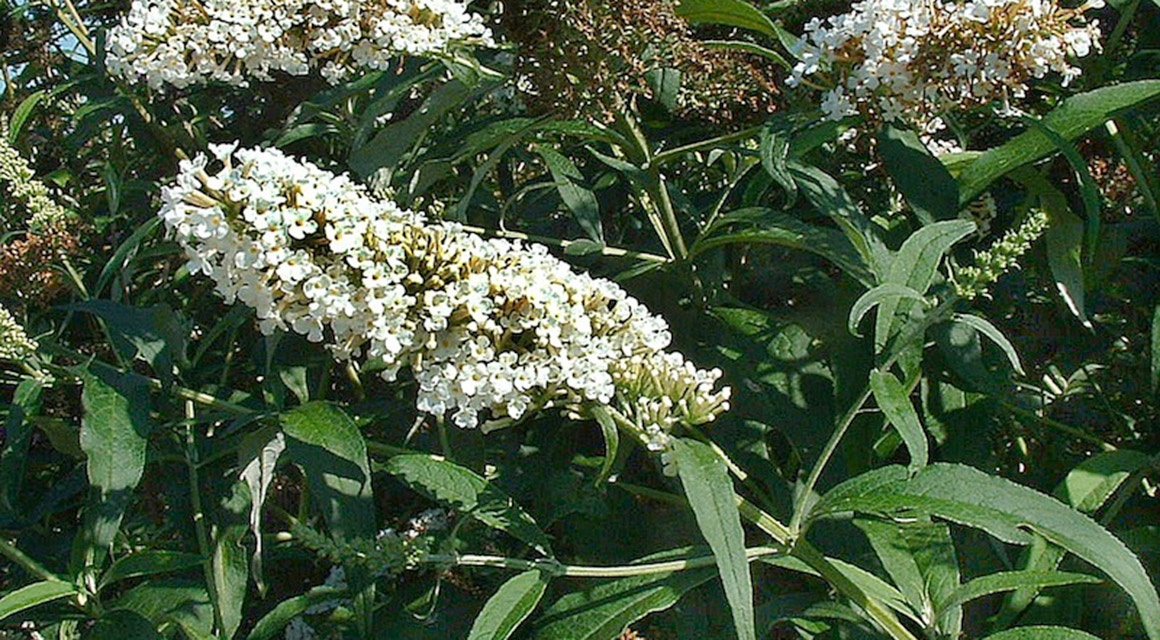 Schmetterlingsstrauch ‘White Profusion’