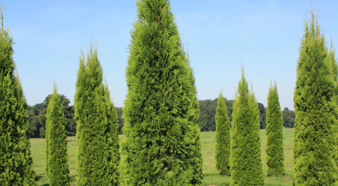 Thuja pflanzen: wann und wie