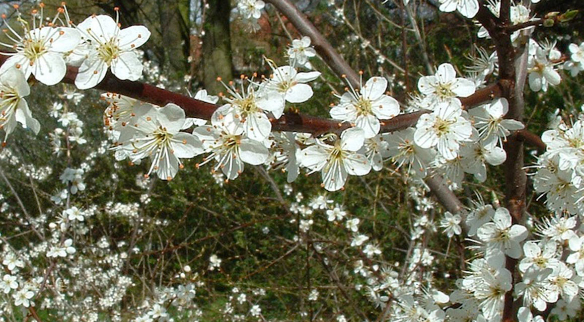 Üppiger Frühblüher: der Schlehdorn