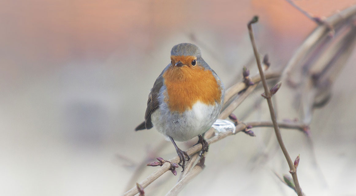 Machen Sie aus Ihrem Garten einen vogelfreundlichen Garten