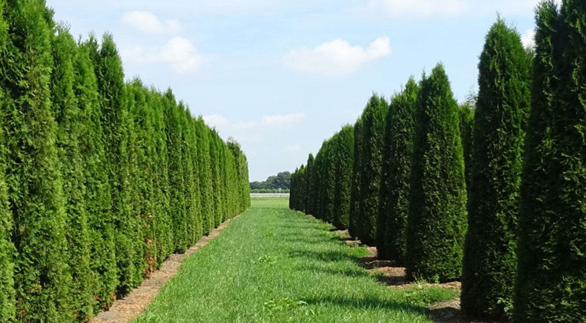 Warum sollte ich Thuja pflanzen?