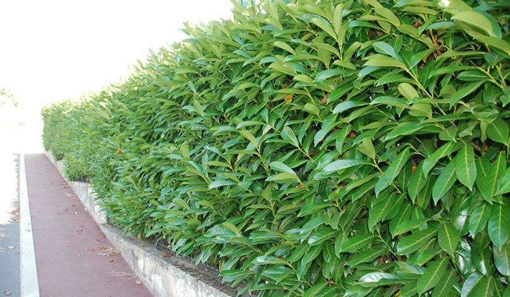 Kirschlorbeerhecke im Garten