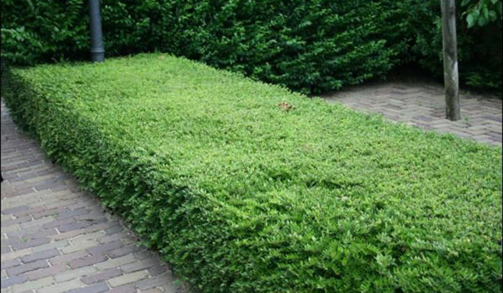 Lonicera nitida als Buchsbaum-Alternative