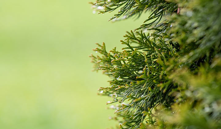 Wie schneide ich meine Thuja?