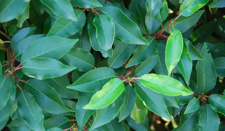 Schnitttipps Portugiesischer Lorbeer