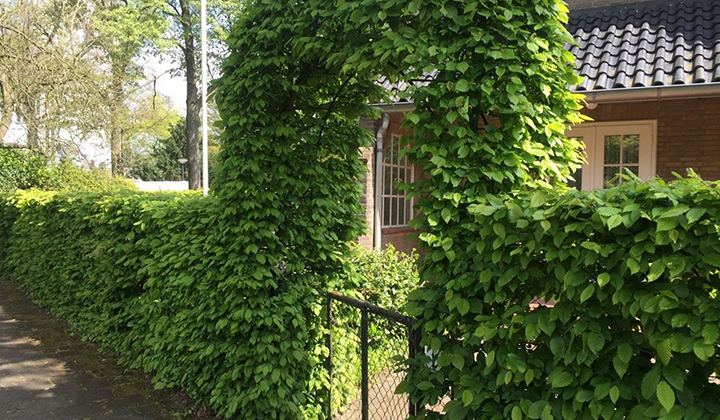 laurierhaag vlinder