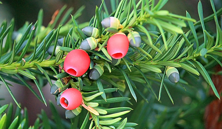 Eibenbeeren