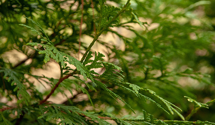 Wann Thuja düngen