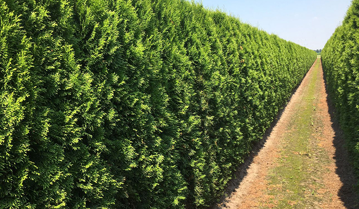 Welcher Dünger für Thuja