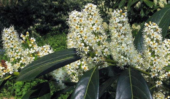 Welche Kirschlorbeerhecke passt zu meinem Garten